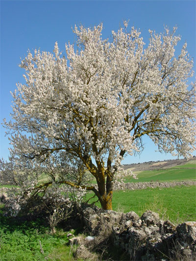 almond tree in Spain