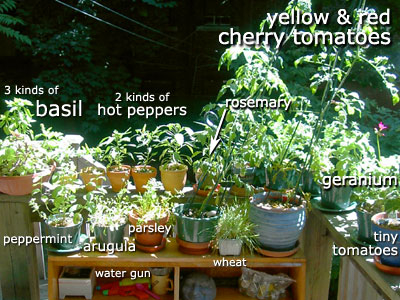 Little Deck Garden 2005